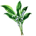 Lily of the valley, bouquet of spring flowers, isolated, , watercolor illustration on white Royalty Free Stock Photo