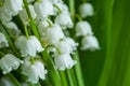 Lily of the valley close-up, detailed bright macro photo. The concept of spring, may, summer. Floral background Royalty Free Stock Photo