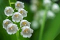 Lily of the valley close-up, detailed bright macro photo. The concept of spring, may, summer. Floral background Royalty Free Stock Photo