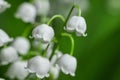Lily of the valley close-up, detailed bright macro photo. The concept of spring, may, summer. Floral background Royalty Free Stock Photo