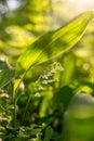 Lily of the valley close-up, detailed bright macro photo. The concept of spring, may, summer. Floral background. Royalty Free Stock Photo