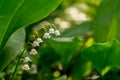 Lily of the valley close-up, detailed bright macro photo. The concept of spring, may, summer. Floral background. Royalty Free Stock Photo