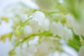 Lily of the valley close-up, detailed bright macro photo. Royalty Free Stock Photo