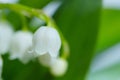 Lily of the valley close-up, detailed bright macro photo. Royalty Free Stock Photo