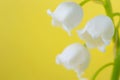Lily of the valley close-up, detailed bright macro photo. Royalty Free Stock Photo