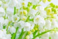 Lily of the valley close-up, detailed bright macro photo. Royalty Free Stock Photo