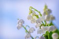 Lily of the valley. Close-up of lily of the valley flower spring background. Flower Spring Lily of the valley Background Horizonta Royalty Free Stock Photo