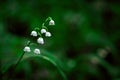 Lily of the valley