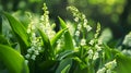 Lily of the Valley color background