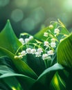 Lily of the Valley color background