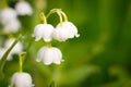 Lily-of-the-valley, convallaria Royalty Free Stock Photo