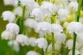 Lily-of-the-valley, convallaria Royalty Free Stock Photo