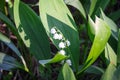 Lily of the valley Convallaria flower in the spring forest Royalty Free Stock Photo