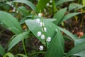 Lily of the valley Convallaria flower in the spring forest. Royalty Free Stock Photo