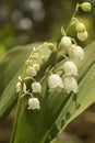 Lily-of-the-valley (Convallaria majalis)