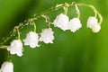 Lily of the Valley - Convallaria Majalis