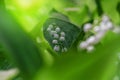 Lily of the valley Convallaria majalis, blooming in the spring forest Royalty Free Stock Photo