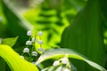 Lily of the valley Convallaria majalis, blooming in the spring forest Royalty Free Stock Photo