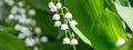 Lily of the valley Convallaria majalis, blooming in the spring forest Royalty Free Stock Photo