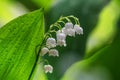 Lily of the valley Convallaria majalis, blooming in the spring forest Royalty Free Stock Photo