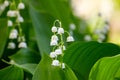 Lily of the valley Convallaria majalis, blooming in the spring forest Royalty Free Stock Photo