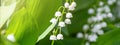 Lily of the valley Convallaria majalis, blooming in the spring forest Royalty Free Stock Photo