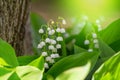 Lily of the valley Convallaria majalis, blooming in the spring forest Royalty Free Stock Photo