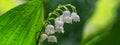 Lily of the valley Convallaria majalis, blooming in the spring forest Royalty Free Stock Photo