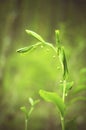 Lily of the Valley (Convallaria majalis)