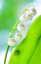 Lily of the valley Convallaria majalis flowers.