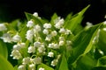 Lily of the valley Convallaria majalis Royalty Free Stock Photo
