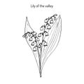 Lily of the valley Convallaria majalis . Royalty Free Stock Photo