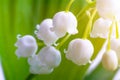 Lily of the valley, Royalty Free Stock Photo