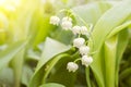 lily of the valley, valley lily. Lily-of-the-valley. Convallaria majalis. Spring background. Floral background Royalty Free Stock Photo
