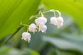 lily of the valley, valley lily. Lily-of-the-valley. Convallaria majalis. Spring background. Floral background Royalty Free Stock Photo