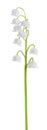 Lily of the valley Convallaria majalis stem, blooming spring flower