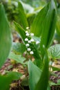 Lily of the valley (convallaria majalis) white flower among green leaves in a garden in spring Royalty Free Stock Photo