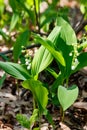 Lily of the valley Convallaria majalis white flowers in forest at spring