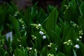Lily of the valley Convallaria majalis white flowers in the garden, blue forget me not flowers in the background, spring, dark Royalty Free Stock Photo