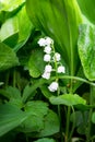 Lily of the valley Convallaria majalis white flowers in garden on spring Royalty Free Stock Photo