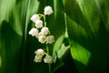 Lily of the valley Convallaria majalis white flowers in garden on spring Royalty Free Stock Photo