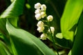 Lily of the valley Convallaria majalis white flowers in garden on spring Royalty Free Stock Photo