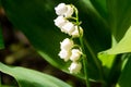 Lily of the valley Convallaria majalis white flowers in garden on spring Royalty Free Stock Photo