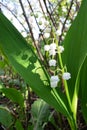 Lily of the valley. First flowers in spring garden Royalty Free Stock Photo