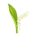 Lily of the valley flower. Beautiful may lily spring plant vector illustration Royalty Free Stock Photo