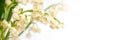 Lily of the valley flower blossom white panoramic background. May 1st, May Day web banner Royalty Free Stock Photo