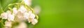 Lily of the valley flower close up, green nature panoramic background May 1st, May Day web banner Royalty Free Stock Photo