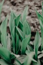 Lily of the valley flower. Convallaria majalis