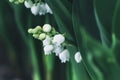 Lily of the valley flower. Convallaria majalis. White bells flower.Background Horizontal Close-up Macro shot. Natural nature