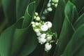 Lily of the valley flower. Convallaria majalis. White bells flower.Background Horizontal Close-up Macro shot. Natural nature Royalty Free Stock Photo